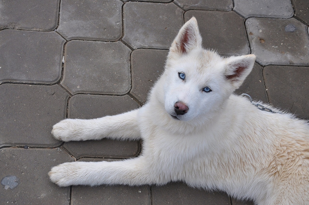 The Characteristics of the Alaskan Husky